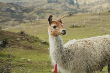 Portrait of llama in a green valley in the Andes Mountains in Peru. Concept of mountain animals (South America).