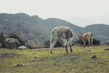 Fototapeta na wymiar Cows in a green valley in the Andes Mountains in Peru. Concept of mountain animals (South America). 