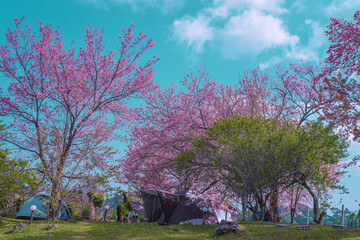 Camping Tent with beautiful full-bloom pink cherry blossoms colorful with sakura flower trees in...