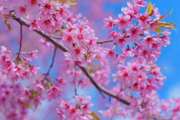 Beautiful Wild Himalayan, Cherry pink blossom Sakura flowers, or Prunus Cerasoides full bloom in the natural forest in high mountain area in winter of Northern Thailand.