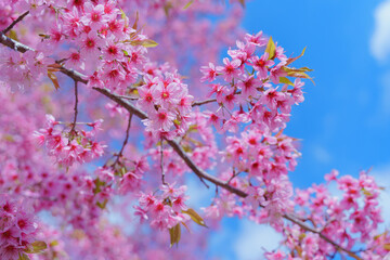 Beautiful Wild Himalayan, Cherry pink blossom Sakura flowers, or Prunus Cerasoides full bloom in the natural forest in high mountain area in winter of Northern Thailand.