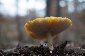 fly agaric, fly amanita, der white spotted mushroom in an autumn forest