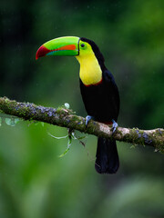 Keel-billed Toucan portrait on mossy stick and rainy day against dark green background