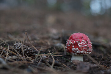 fly agaric, fly amanita, der white spotted mushroom in an autumn forest