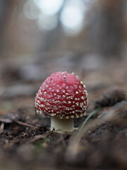 fly agaric, fly amanita, der white spotted mushroom in an autumn forest