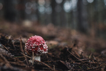 fly agaric, fly amanita, der white spotted mushroom in an autumn forest