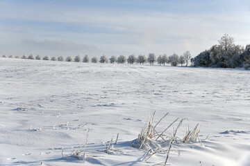 Winterlandschaft mit schneebedeckten Bäumen