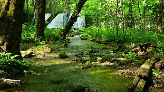 新緑の頃の奥入瀬渓流銚子大滝付近