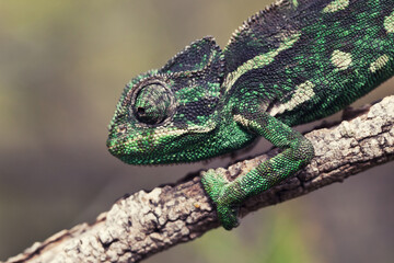 Nature's Harmony: A Macro Perspective on Perfection and Beauty