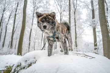 Cute Akita Inu Dog with gray fur standing on a rock in the forest during winter with lots of snow