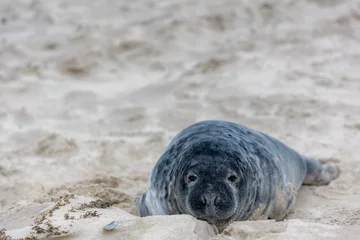 Deurstickers Young seal in its natural habitat laying on the beach and dune in Dutch north sea cost (Noordzee) The earless phocids or true seals are one of the three main groups of mammals, Pinnipedia, Netherlands © Sarawut