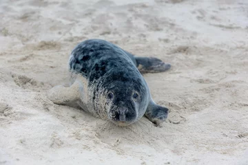 Fensteraufkleber Young seal in its natural habitat laying on the beach and dune in Dutch north sea cost (Noordzee) The earless phocids or true seals are one of the three main groups of mammals, Pinnipedia, Netherlands © Sarawut