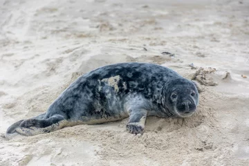 Keuken spatwand met foto Young seal in its natural habitat laying on the beach and dune in Dutch north sea cost (Noordzee) The earless phocids or true seals are one of the three main groups of mammals, Pinnipedia, Netherlands © Sarawut