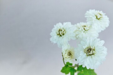 仏花として活けられた灰色の背景に白い菊の花