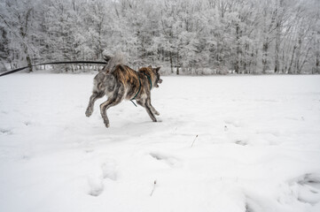 Akita Inu dog with gray fur is running through the snow during winter