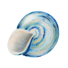 Watercolor shell. Hand painting clipart underwater life objects on a white isolated background. For designers, decoration, postcards, wrapping paper, scrapbooking, covers, invitations, wedding design