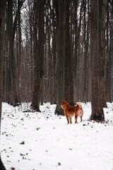 Red dog in the winter woods. Running in the snow. Shiba inu walking in the woods. Dog in the wild. Ginger puppy looks like a fox.