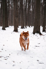 Red dog in the winter woods. Running in the snow. Shiba inu walking in the woods. Dog in the wild. Ginger puppy looks like a fox.