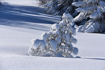 zima, śnieg, drzewa, krajobraz, niebo, biała, mróz, śnieżny, tpn, 