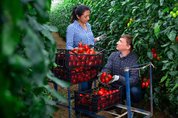 Man helps woman to harvest crop of ripe red tomatoes in greenhouse