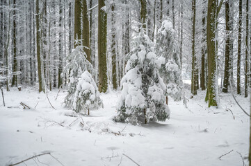 Fir trees with a lot of snow on it during winter