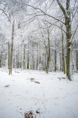 Beautiful Landscape during winter, forest with lots of snow