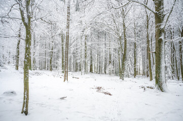 Beautiful Landscape during winter, forest with lots of snow