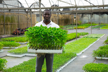 African american worker holding box with bell peppers sprouts in greenhouse