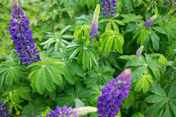 Lupine bush with flowers. Background from green leaves and purple buds lupin for publication, poster, calendar, post, screensaver, wallpaper, postcard, banner, cover, website. High quality photo