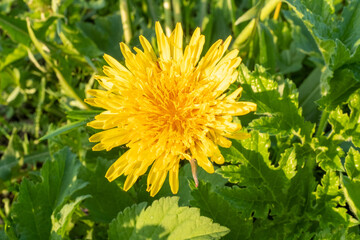 Yellow dandelion in grass, close-up. Top view of dandelion flower for publication, design, poster, calendar, post, screensaver, wallpaper, postcard, banner, cover, website. High quality photo