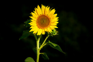 young sunflower close-up on a dark background