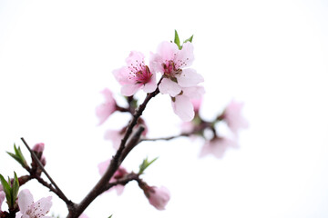 Peach trees blossom in spring