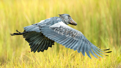 A Shoebill Stork hovers over the swamp after takeoff