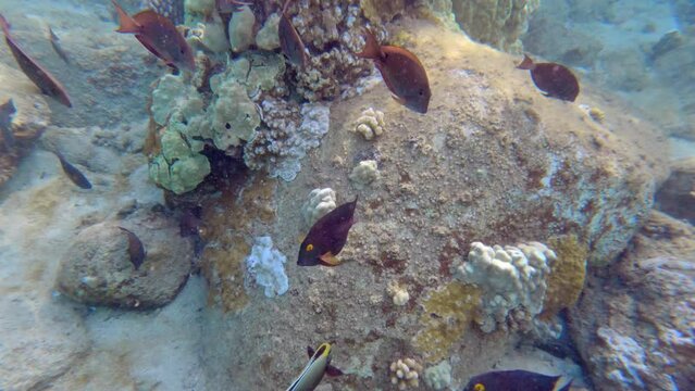 Tropical coral reefs of underwater life with colorful fishes in pacific ocean