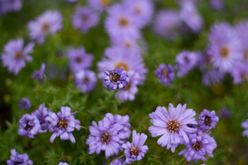 Purple flowers. Garden plants. Petals in small flowers. Beautiful color.