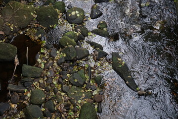 Fallen Leaves on Rocks and River