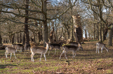 red deer grazing on the meadow in green park