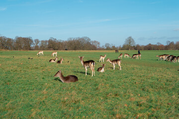 red deer grazing on the meadow in green park