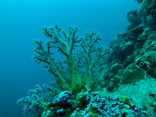 Fototapeta na wymiar tree coral