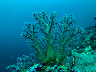Naklejka na ściany i meble tree coral