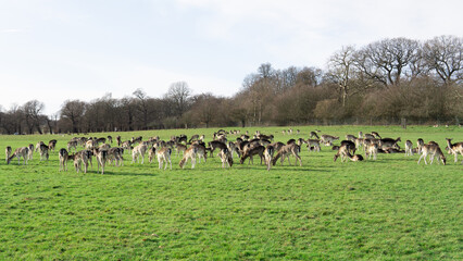 red deer grazing on the meadow in green park