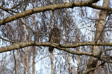 Great Grey Owl on a Tree Branch