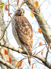 Read-shouldered hawk perched on a tree branch with white background in Crystal River area, Florida, USA