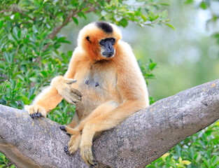 White-cheeked Gibbon Monkey portrait with green background