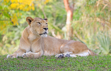 Lioness portrait laying on the grass