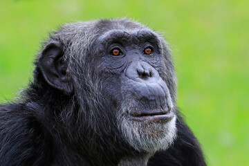 Close-up of a Chimpanzee looking at the camera with green background