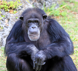 Close-up of a Chimpanzee looking at the camera with green background