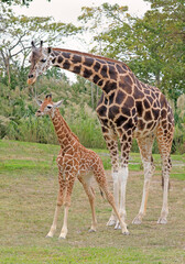Naklejka na ściany i meble Mother giraffe takes care of her little baby