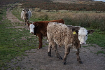 Obraz premium Cows in the Mountains