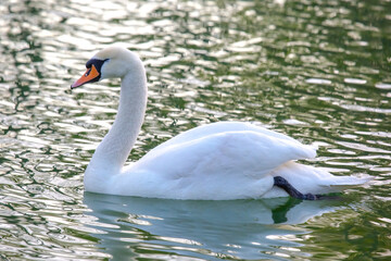 floating graceful white swan on the pond. Feathered animals birds